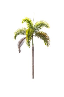 Beyaz palmiye ağacı