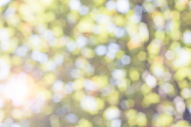 doğa bokeh arka plan