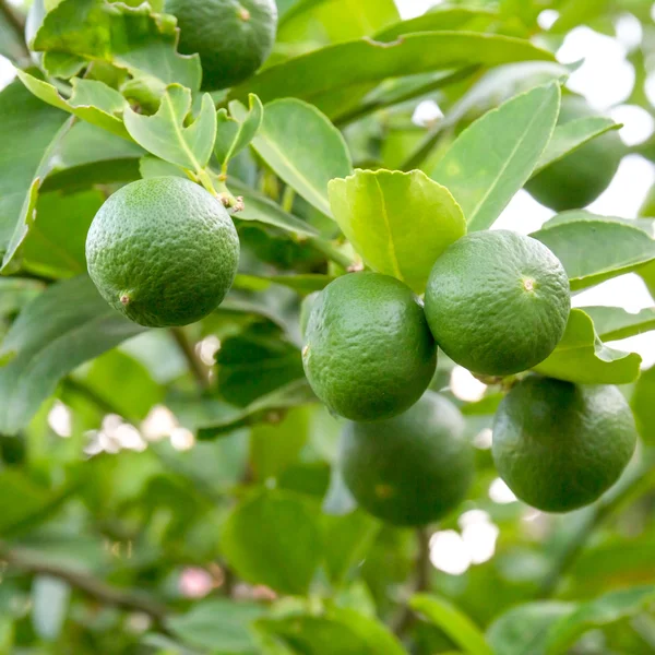Árvores. Limão verde — Fotografia de Stock