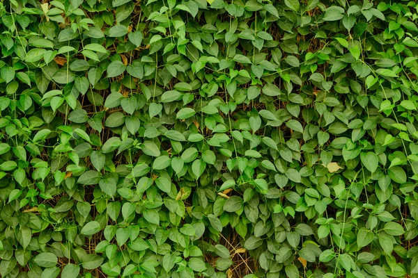 Ivy Leaves Background — Stock Photo, Image