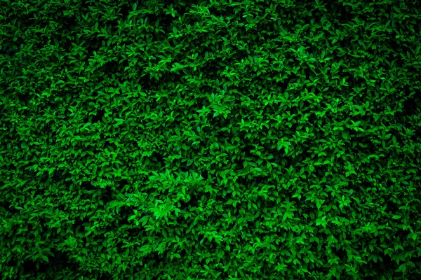 Fondo de pared hojas verdes — Foto de Stock