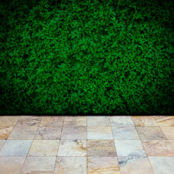 緑の葉の壁の背景 — ストック写真