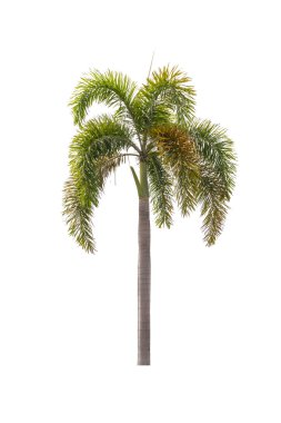 Beyaz palmiye ağacı