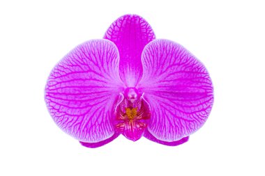 Orkide beyaz zemin üzerine