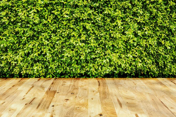 Green leaves wall — Stock Photo, Image