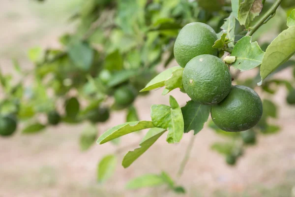 Tigli. Limoni verdi — Foto Stock