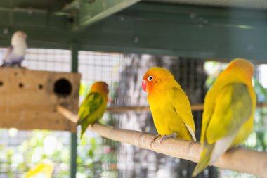 Güzel kuş, aşk kuşu