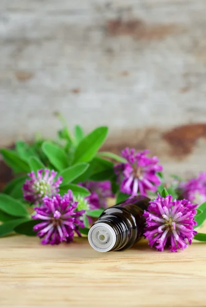 Small bottle of red clover extract (tincture, infusion, oil) — Stock Photo, Image