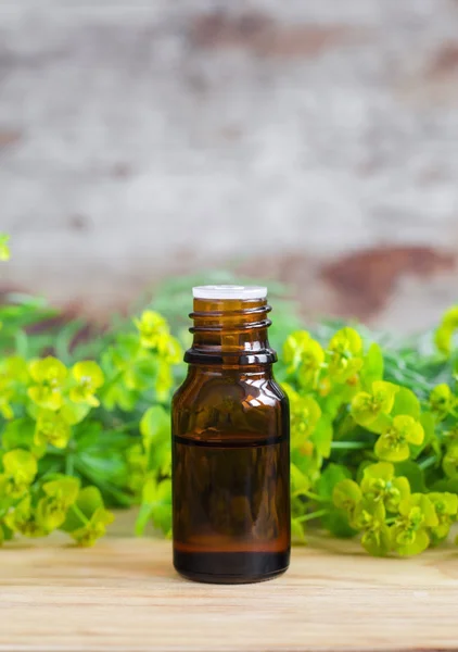 Small bottle of euphorbia cyparissias, cypress spurge extract (Milkweed herbal tincture, infusion, oil) — Stock Photo, Image