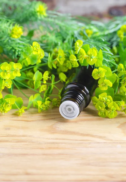 Kleine fles euphorbia cyparissias, Cipreswolfsmelk uittreksel (Kroontjeskruid tinctuur, infusie, olie) — Stockfoto