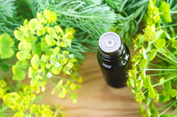 Small bottle of euphorbia cyparissias, cypress spurge extract (Milkweed herbal tincture, infusion, oil)