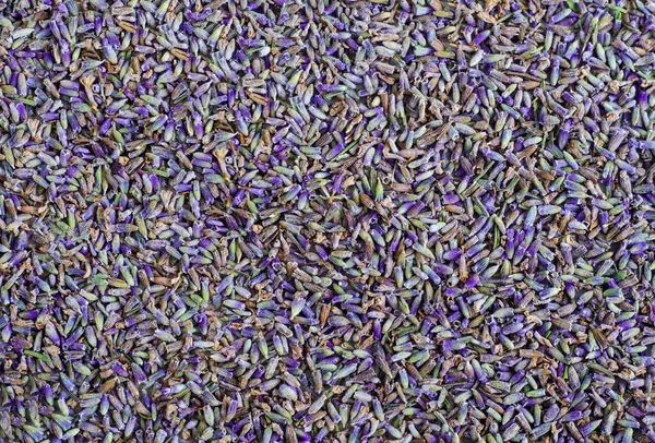 Dried Lavender Flowers Background Buds Close — Stock Photo, Image