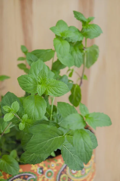 Menta fresca in una pentola — Foto Stock