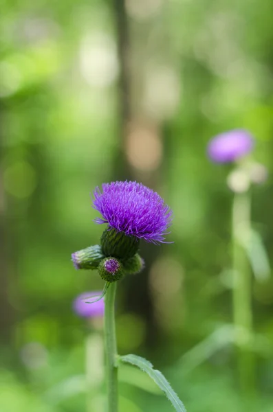 Klettenblume — Stockfoto