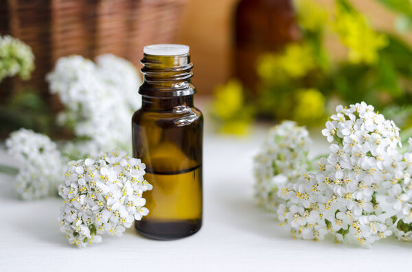Essential yarrow oil