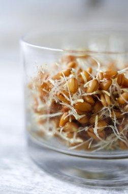 Bir bardak buğday tohumu