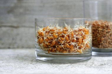 Bir bardak buğday tohumu