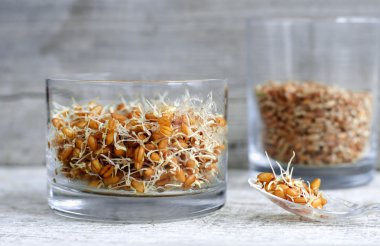 Bir bardak buğday tohumu