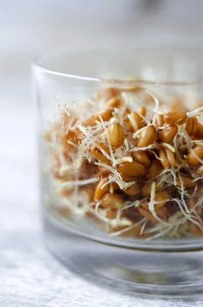 Germen de trigo en un vaso — Foto de Stock