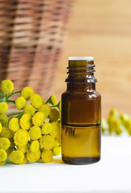 Temel solucan otu yağı