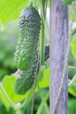 Salatalık ile sivilce bir mutfak Bahçe