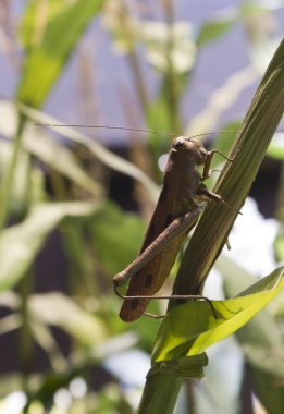 Kazaksthan köşk içinde yapraklarda yanlış çekirge