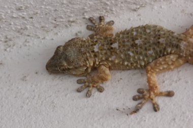 Gecko duvarda