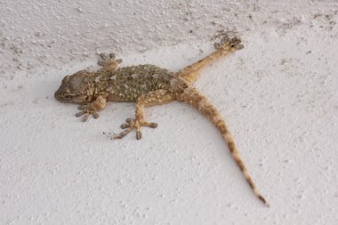 Gecko duvarda