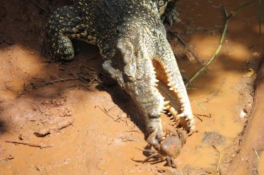 Bir yengeç yiyen timsah