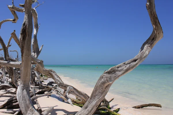 Escovas na praia em Cuba — Fotografia de Stock