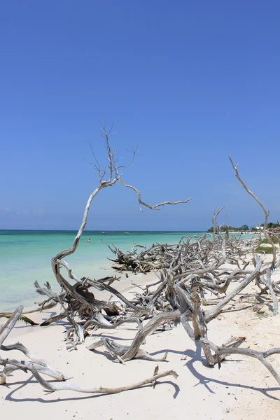 Brushes on the beach in Cuba — Stock Photo, Image