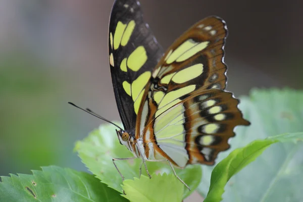 Beautiful butterfly — Stock Photo, Image