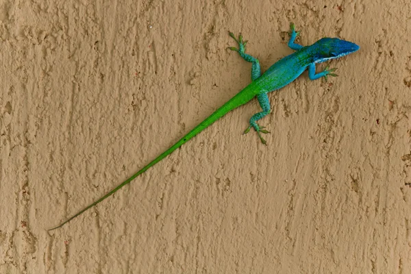 Bir iki kertenkele renkli