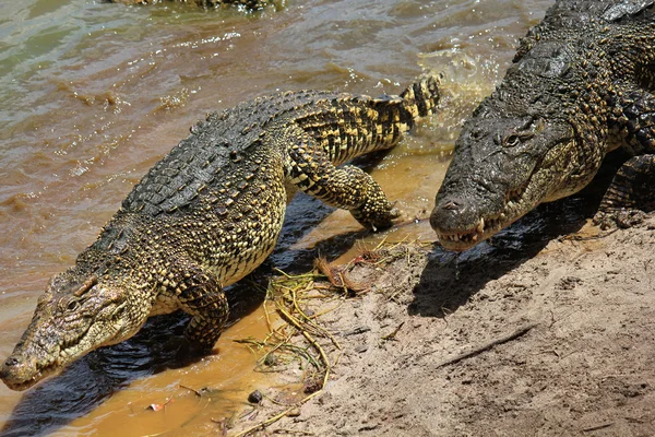 Krokodýli na Kubě — Stock fotografie