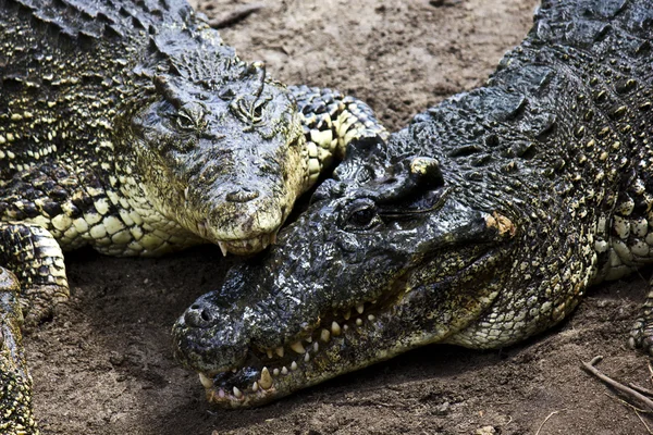 Krokodýli v lásce — Stock fotografie