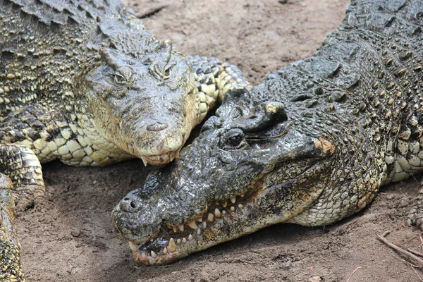Krokodýli v lásce — Stock fotografie
