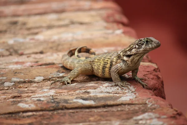 Lizard on a step — Stock Photo, Image