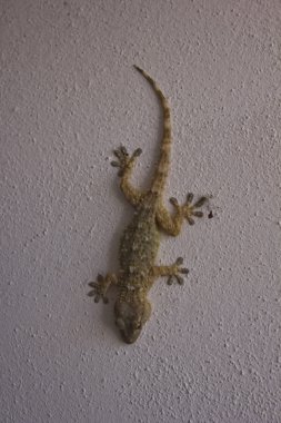 Gecko ayakta beyaz bir duvar üzerinde