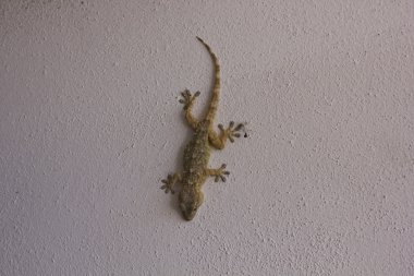 Gecko ayakta beyaz bir duvar üzerinde