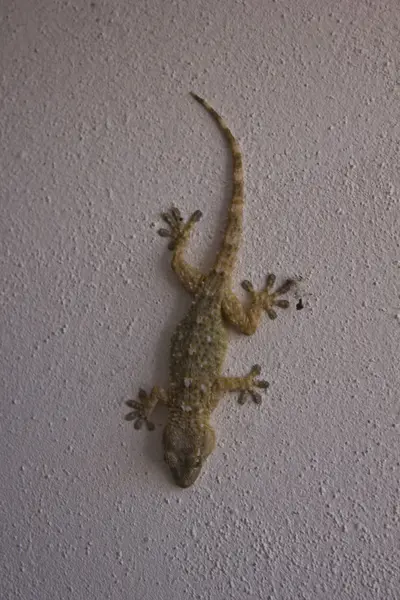 Gecko ayakta beyaz bir duvar üzerinde