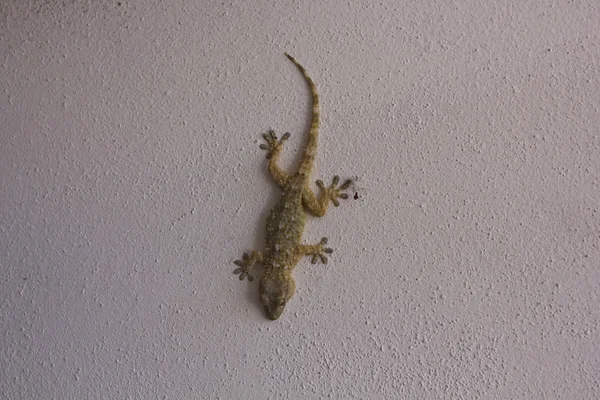 Gecko ayakta beyaz bir duvar üzerinde