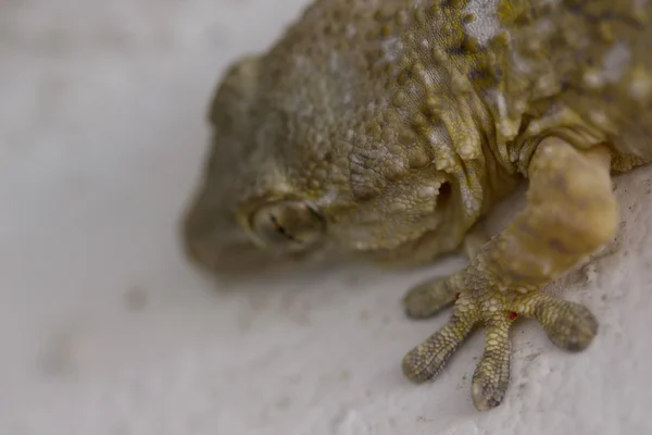 Gecko en una pared blanca — Foto de Stock