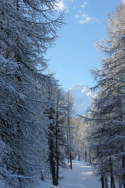 树被雪覆盖着阳光灿烂的日子 — 图库照片