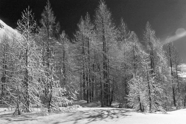 Albero coperto di neve in una giornata di sole — Foto Stock