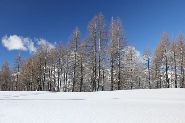 Albero coperto di neve in una giornata di sole — Foto Stock