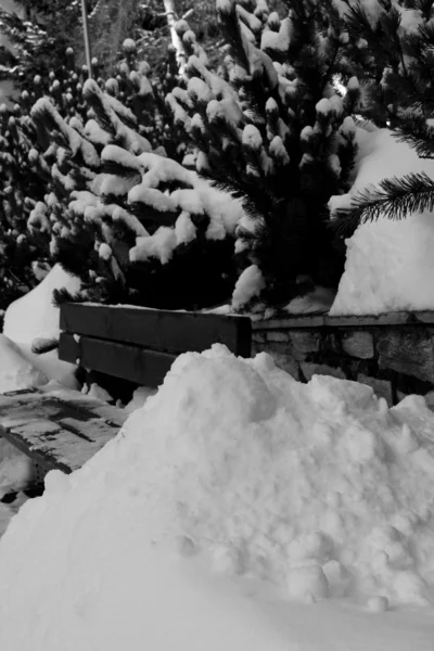 覆盖着雪的树 — 图库照片
