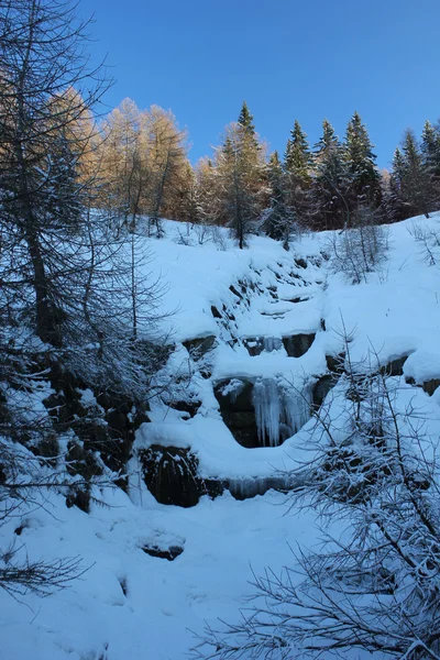 Árvores cobertas de neve — Fotografia de Stock