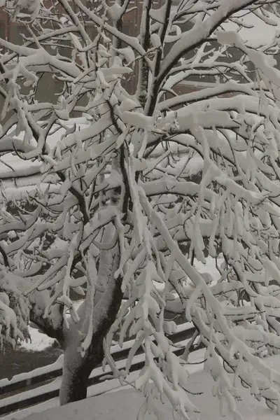被雪覆盖的树枝 — 图库照片
