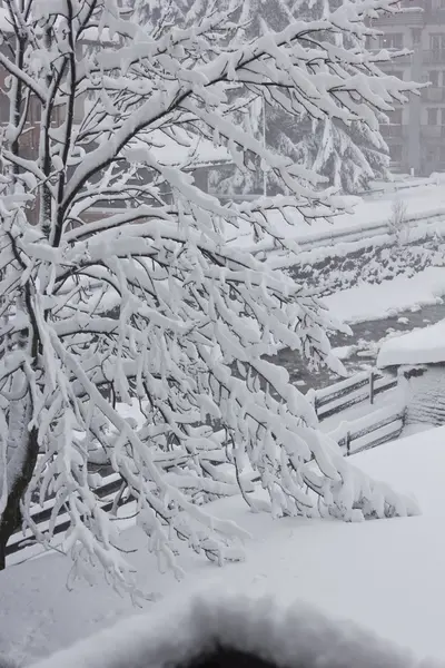 Hóval borított faágak — Stock Fotó