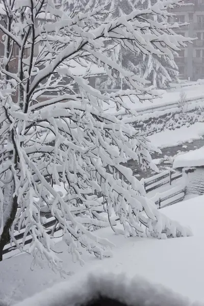 被雪覆盖的树枝 — 图库照片